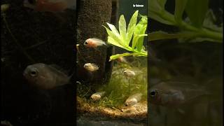 Fish babies🐣can u guess🤔 which one shorts ytshorts fish [upl. by Horatio371]