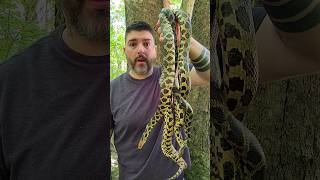 Caught 3 Giant Fox Snakes 🐍 nature snake youtubeshorts animals viral explore trending [upl. by Ardnaeel]