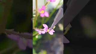 Esta planta te sorprenderá  Stylidium debile [upl. by Guimar]