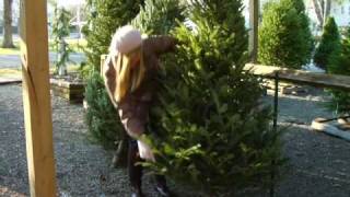 How to Choose a Real Christmas Tree [upl. by Hillman]