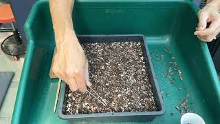 Planting Japanese White Pine Seeds 10Sep2024 [upl. by Marcela]