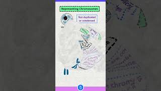 Definition of Chromatin Chromosome and Chromatid [upl. by Lama]