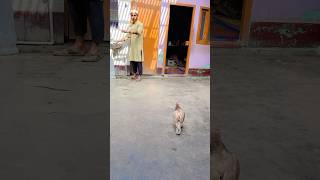 Aa ja Mere Bhai Pigeon kabutar trend  pigeon shorts vairalvideo reels kabutar funny yourube [upl. by Ohare]