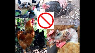 Dont Do This to Your Chickens Dangers of Crossbreeding Indigenous Breeds [upl. by Dalston511]