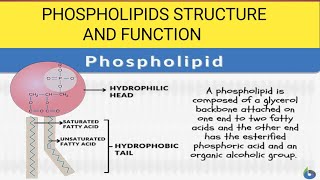 Phospholipids Phospholipids biochemistry [upl. by Buckingham]