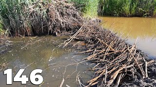 The Hottest Day Of The Season  Manual Beaver Dam Removal No146 [upl. by Adroj423]