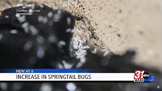 Increase in Springtail Bugs [upl. by Anirbak460]