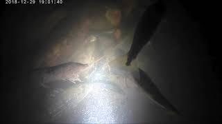 BUCEO NOCTURNO EMBALSE AMANI NORCASIA CALDAS [upl. by Tnahs147]