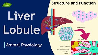 Liver Lobule  Structure  Function  Animation  Animal Physiology  Basic Science Series [upl. by Lohrman240]