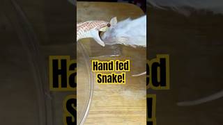 I Hand Fed a Hognose Snake and it was adorable [upl. by Glaser]