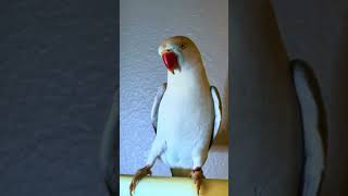 Bluey the Indian Ring Neck Parrot Talking in Robot Voice  Saying I Love You and Playing Peekaboo [upl. by Aeila603]