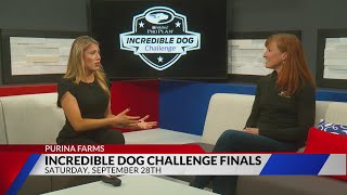 Incredible Dog Challenge Finals [upl. by Bradway]