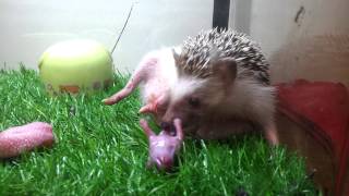 Hedgehog giving birth [upl. by Vizza]