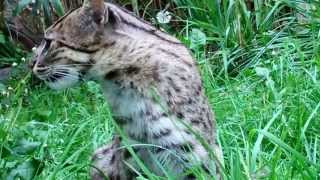 Fishing cat Prionailurus viverrinus [upl. by Helge]