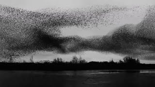 2020 Starling Murmuration Netherlands  Dancing Birds bw HD 🐦 [upl. by Carrol]