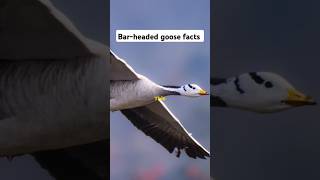 Mind blowing Barheaded goose facts you didnt know animals shorts [upl. by Dymphia]