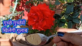 🔴 Rose plant growing amp care for floweringBenefits of micro nutrients in rose roseplantgrowingtips [upl. by Lulu]