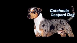 Louisiana Catahoula Leopard Dog Training ►► FREE Guide [upl. by Radley]