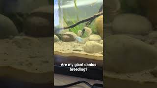 are my giant danios breeding [upl. by Allrud]