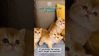 Kucing imut lucu dan menggemaskan ini sungguh memukau [upl. by Gerty]