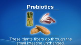 Prebiotics vs Probiotics What are the differences [upl. by Fraase]