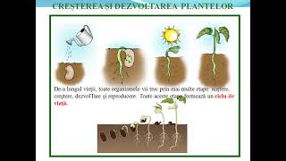 Cresterea si dezvoltarea plantelor  Lectii de biologie [upl. by Oinimreh]