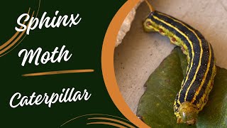 Sphinx Moth Caterpillar brought out by the Arizona Rains [upl. by Amorette]