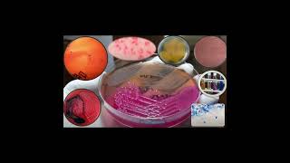 Atlas of Bacteria Demonstration  Short Shot [upl. by Feigin]