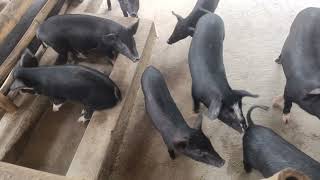 PIG FARMING PIGLETS VIDEO  TND LARGE WHITE [upl. by Avah]