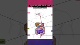 Digestive systemmouth teeth and salivary glands digestion GIT mouth salivaryglands [upl. by Purpura]