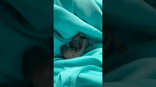 Baby Squirrel Falls Out of Tree Removal [upl. by Enomor]