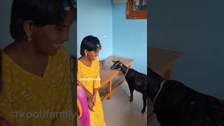 Yaaru kitta Kooti da🔥🔥🔥 kootifamily goats funnygoat tamil [upl. by Tristram]