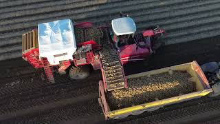 Melton ConstableNorfolk 2024 Potatoe Harvest [upl. by Eerb844]