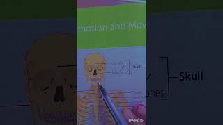 Skeletal system Axial steleton part 1 skull facial bones [upl. by Miller]