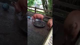 Tamworth tate breed pigs eating apples I sneaked to them [upl. by Mauchi]