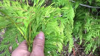 Thuja plicata red cedar Essential Oil Distillation [upl. by Danice]