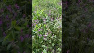 광대나물 꽃천지 grass wildflowers hen·bit Lamium amplexicaule [upl. by Otanod453]