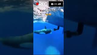 الأوركا تهاجم من تحت القارب beats shark art orca music whale wildlife art animals dolphin [upl. by Euqinu611]