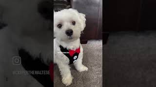 Dear diary…📔shorts youtubeshorts casperthedog viraltrendshorts puppytraining [upl. by Nomrej]