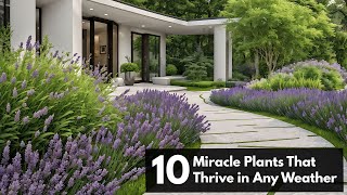 Top 10 Miracle Plants That Thrive in Any Weather [upl. by Alaaj842]