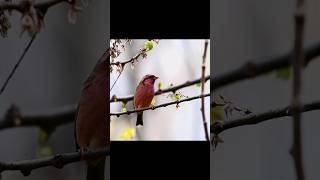 Three Banded Rosefinch yah ek nai prajati ka pakshi hai short shorts [upl. by Consalve]