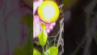 Kuha ng Lemon Sa Gabi fresh Lemon picking harvest garden gardening gardeninspiration fresh [upl. by Gervase]