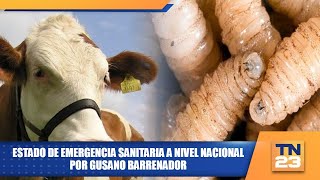 Estado de emergencia sanitaria a nivel nacional por gusano barrenador [upl. by Alsi]