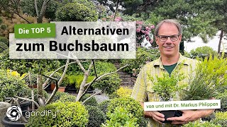 TOP 5 – Die besten Buchsbaumalternativen Ilex crenata Taxus  gardify tipps [upl. by Naols]