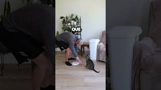 Perro aprende a usar el basurero y juega broma a su hermano gato [upl. by Llenral800]