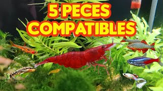 5 peces compatibles con Gambas [upl. by Leid647]