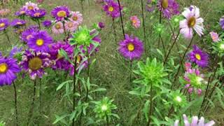 Hamid HiradampRaghebba che del vapasie nabiflowers in swedenحمید هیرادampراغببه چه دل واپسی نابی [upl. by Oizirbaf]