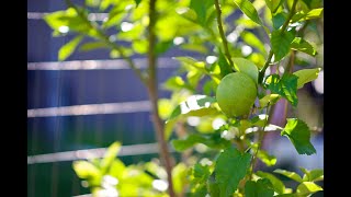 The MOST Effective Way to Prune a Citrus Tree Lemons Limes Oranges amp Grapefruit [upl. by Oos]