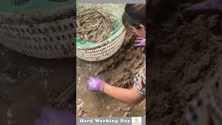 Hard Working Day 40 The Process Of Shrimp Catch [upl. by Ayrolg]