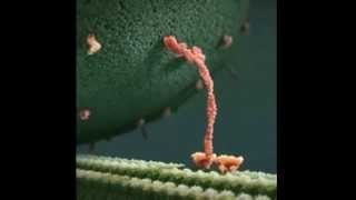 Kinesin protein takes a walk on a microtubule [upl. by Anyale]